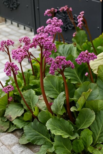 Herzblättrige Bergenie / Riesen-Steinbrech / Herzblättrige Bergenie / Riesen-Steinbrech