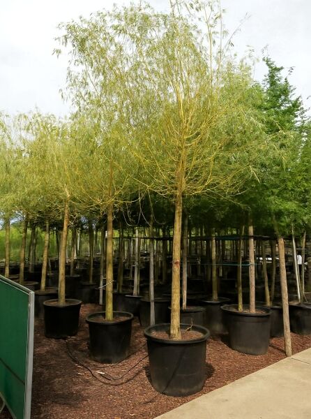 Salix babylonica 'Aurea' (Gelbe Babylonische Trauer-Weide) Hochstamm 25-30 StU im Container mit locker hängender Krone