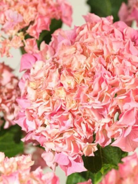 Hydrangea macrophylla 'Pink Dream' / Bauern-Hortensie 'Pink Dream'