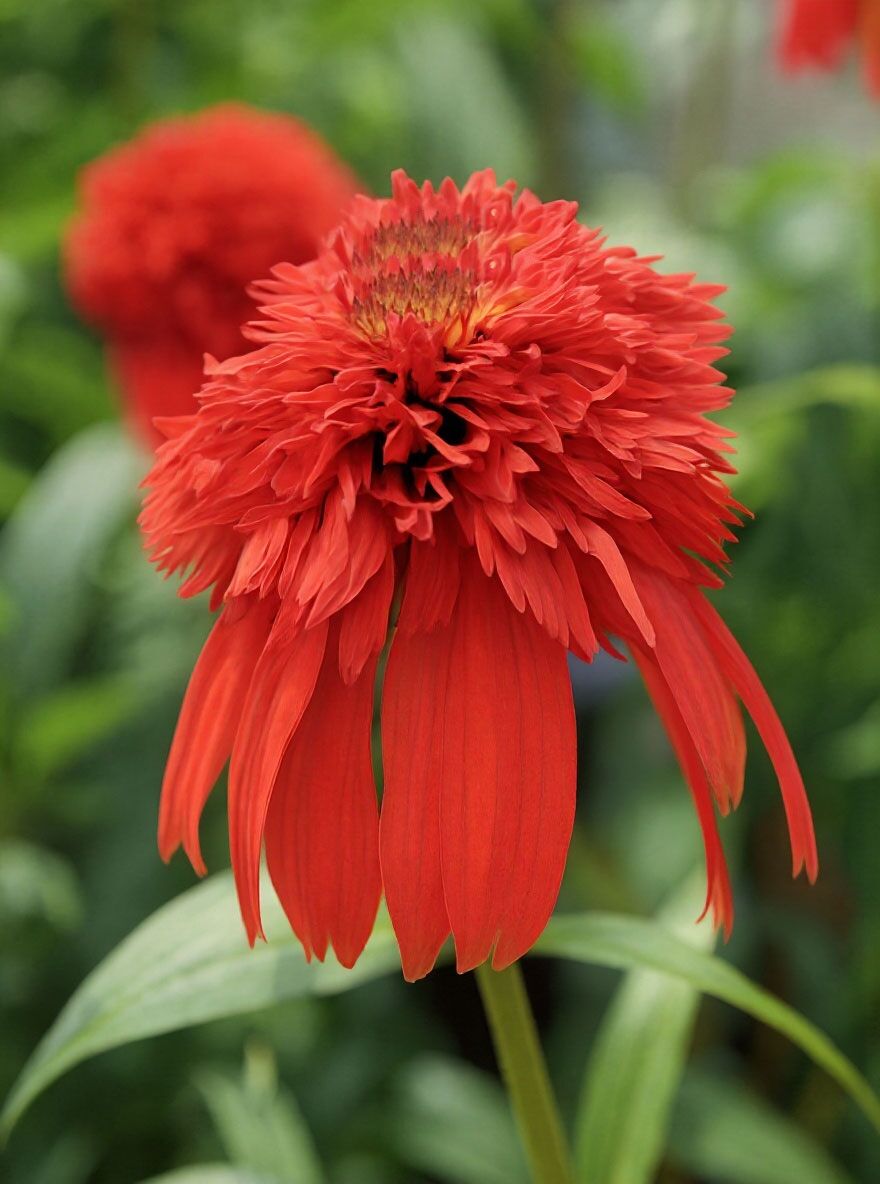 Purpur-Sonnenhut 'Hot Papaya' - Echinacea purpurea 'Hot Papaya'