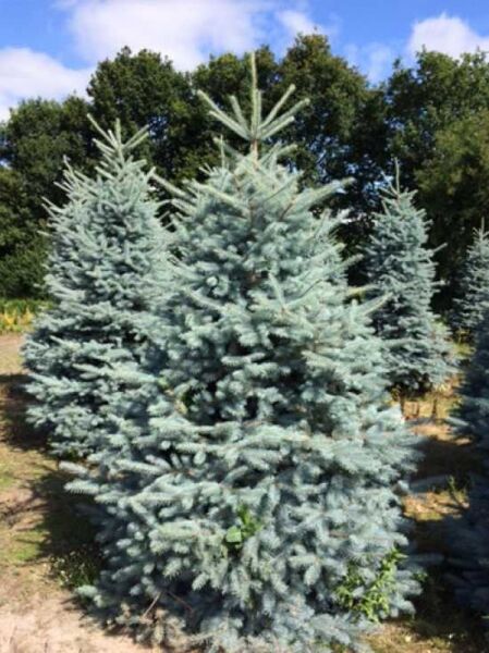 Picea pungens 'Blue Diamond' / Kegel-Blaufichte