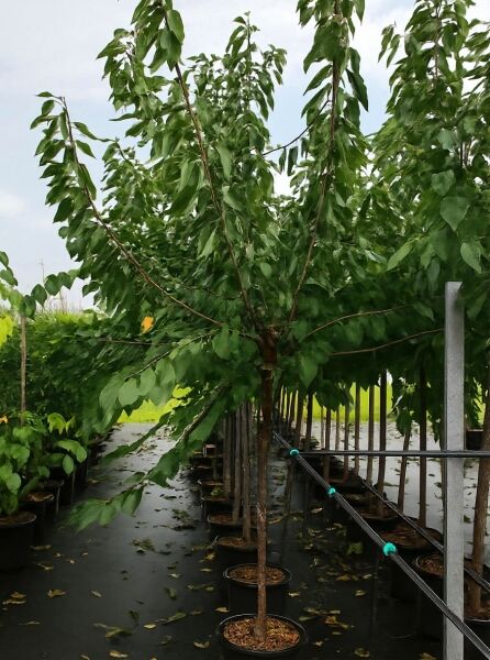 Prunus avium 'Regina' / Süßkirsche 'Regina', Halbstamm im Container mit grünem Laub und verzweigter Krone.