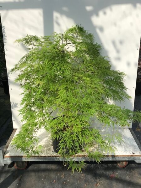 Grüner Schlitz-Ahorn Acer palmatum 'Dissectum', grünes fein geschlitztes Laub, 100–125 cm, im Container C30.