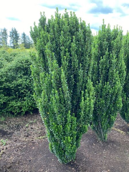 Japanische Säulen-Stechpalme (Ilex crenata 'Fastigiata'), Solitär 150-175 cm mit Drahtballen, aufrecht wachsend, dicht verzweigt