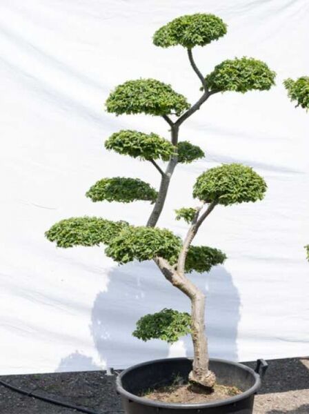 Ulmus minor 'Jacqueline Hillier' H: 180 cm B: 100 cm / Garten-Bonsai (591)