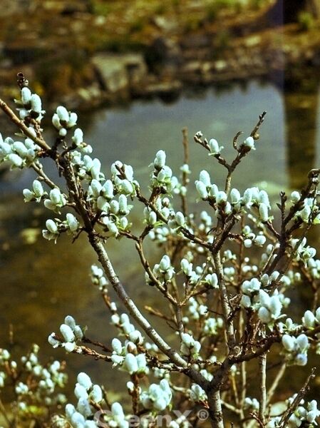 Salix hastata ‘Wehrhahnii’ / Engadinweide 'Wehrhahnii' mit kahlen Zweigen und zahlreichen weißen Kätzchenknospen