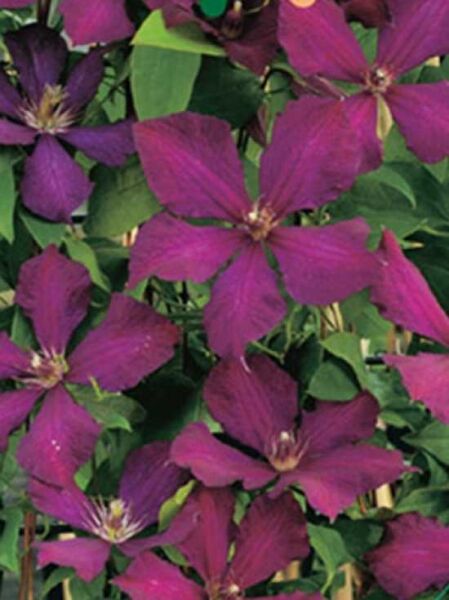 Waldrebe 'Kosmiczeskaja Melodija' / Clematis Hybride 'Kosmiczeskaja Melodija'