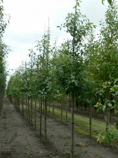 Nyssa sylvatica (Nymphenbaum, Wald-Tupelobaum) Hochstamm 10-12 StU mit Drahtballen, junge Bäume in Reihe im Feld