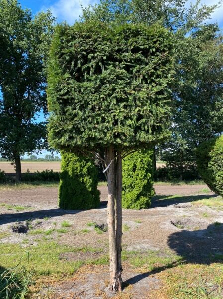 Heimische Eibe Kubus auf Mehrstamm (Nr.1198) / Taxus baccata 120 cm x 120 cm x 120 cm Stammhöhe 180