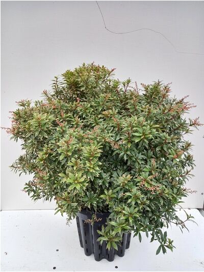 Pieris japonica 'Little Health' / Japanische Lavendelheide 'Little Health', immergrüner Strauch im Topf, 60–80 cm, C20