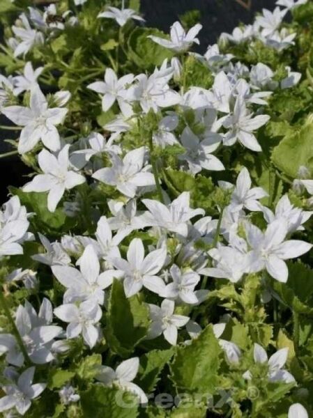 Dalmatiner Polster-Glockenblume 'E.H.Frost' / Campanula poscharskyana 'E.H.Frost'