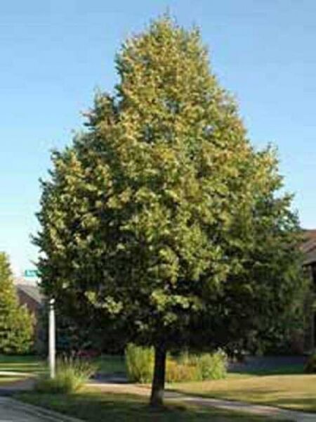 Tilia flavescens 'Glenleven' / Kegel-Linde 'Glenleven'