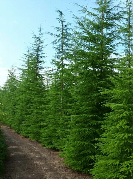 Tsuga heterophylla, Westliche Hemlocktanne, immergrüner Nadelbaum mit lockerer, hängender Benadelung, 450–500 cm m. Db.