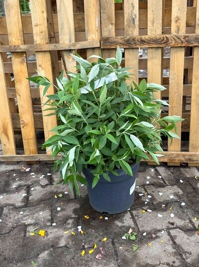 Zwerg-Sommerflieder Buddleja davidii 'BUZZ ® Midnight' 40-50 cm C7 als buschige, grün belaubte Pflanze im Topf