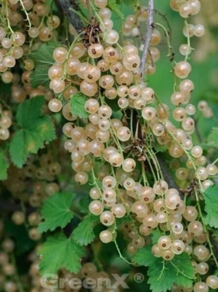 Ribes rubrum 'White Pearl' / Weiße Johannisbeere 'White Pearl'