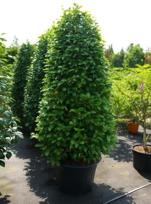 Portugiesischer Kirschlorbeer - Prunus lusitanica 'Angustifolia 'Kugel auf  Stamm'