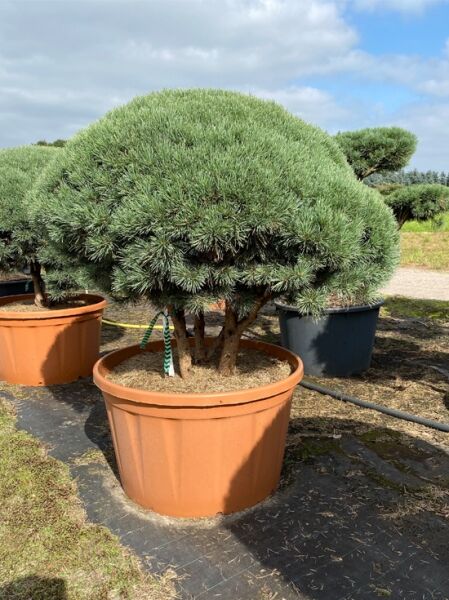Strauch-Wald-Kiefer (Schirmform) 'Watereri' Breit 140 cm x Hoch 120 cm (Nr. 1158) / Pinus sylvestris 'Watereri' Breit 140 cm x Hoch 120 cm (Nr. 1158)