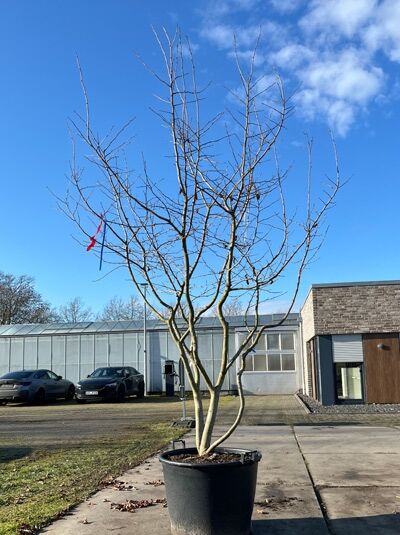 Eisenholzbaum / Parrotie / Parrotia persica 250-300 cm Schrimform (876029)
