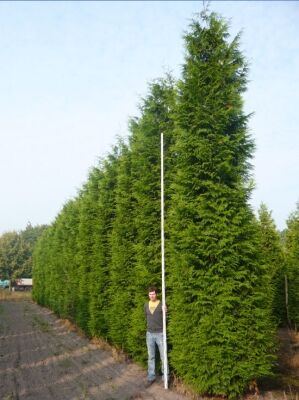 Große Thuja / Lebensbäume ab 300cm Größe günstig kaufen