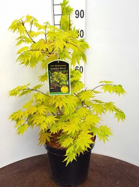 Japanischer Goldahorn 'Autumn Moon' (Acer shirasawanum 'Autumn Moon') im Topf, gelbgrünes Laub, 60–80 cm, C12
