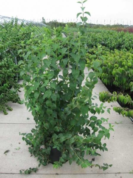 Philadelphus 'Schneesturm' (Pfeifenstrauch/Gartenjasmin) im Topf, grün belaubter Strauch 125-150 cm, C20