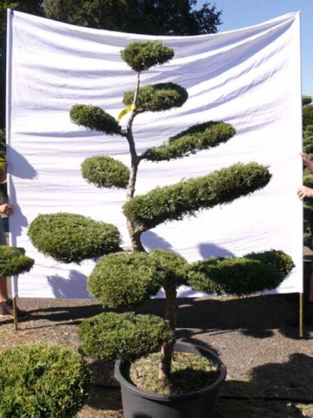 Juniperus media 'Hetzii' H: 190 cm B: 150 cm / Garten-Bonsai (301506)