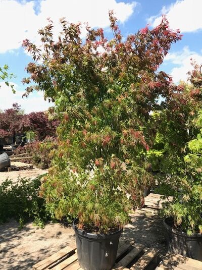 Fächerahorn 'Kinran' / Acer palmatum 'Kinran'