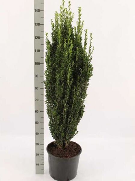 Japanische Säulen-Stechpalme Ilex crenata 'Fastigiata' 100-125 cm im Topf, aufrechter säulenförmiger Wuchs, dichtes grünes Laub