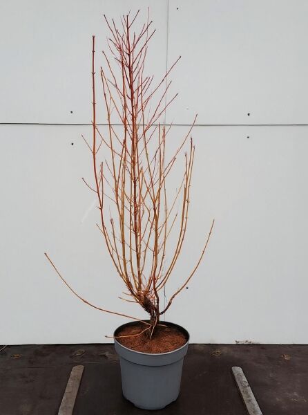 Roter Hartriegel Cornus sanguinea 'Midwinter Fire', 60-80 cm, C10, laubfreier Strauch im Topf mit roten Trieben.