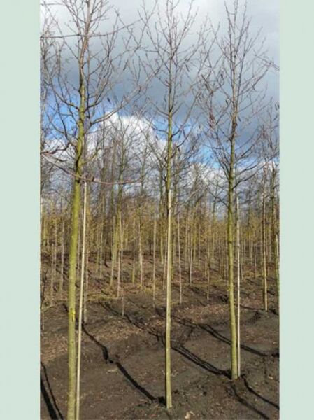 Schwarz-Erle 'Pyramidalis' (Alnus glutinosa 'Pyramidalis') Hochstamm 12-14 StU mit Drahtballen, laublos, auf Feld stehend.