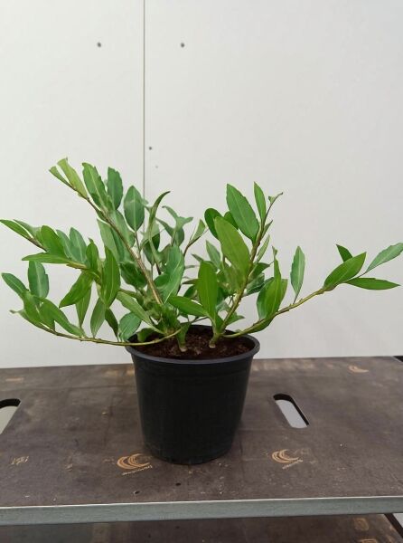 Prunus laurocerasus 'Grüner Teppich' / Immergrüne Lorbeerkirsche 'Grüner Teppich' 30-40 cm C3 im Topf mit grünen Blättern