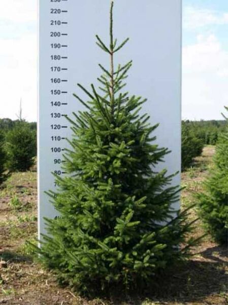 Picea omorika (Omorika-Fichte/Serbische Fichte) 200-225 cm mit Drahtballen, aufrecht wachsender Nadelbaum im Feld.