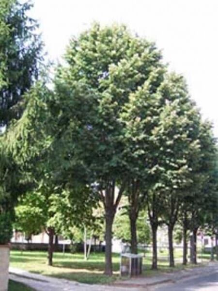 Tilia tomentosa / Silber-Linde