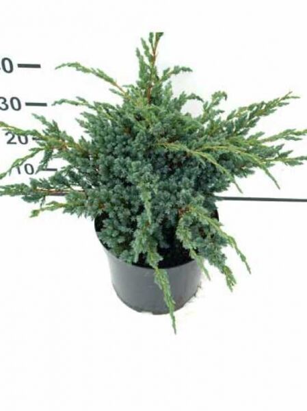 Juniperus squamata 'Meyeri' / Blauzeder-Wacholder 'Meyeri', blaugrüner Wacholder im Container, 30–40 cm, C7