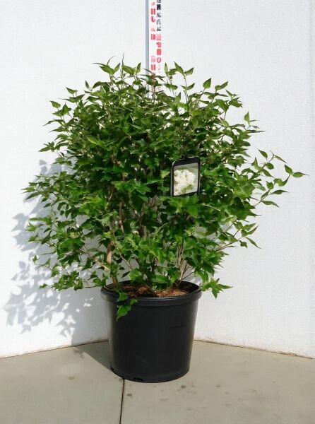 Viburnum burkwoodii (Oster-Schneeball/ Duft-Schneeball) im Topf C30, buschiger Strauch mit grünem Laub, 100–125 cm