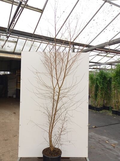 Styrax japonicus (Japanischer Storaxbaum) mehrstämmiger Jungbaum, 175–200 cm, im C20 Container, unbelaubt