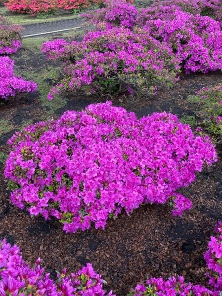 Rhododendron obtusum 'Königstein' / Japanische Azalee 'Königstein', Solitärstrauch mit leuchtend pinken Blüten, ca. 100–120 cm breit.