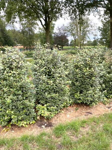 Wintergrüne Ölweide &#039;Compacta&#039; / Elaeagnus ebbingei &#039;Compacta&#039;