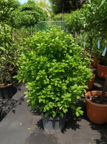 Mittelmeer-Schneeball Viburnum tinus 'Eve Price' 80-100 cm C15, buschige Pflanze im schwarzen Topf mit grünem Laub.