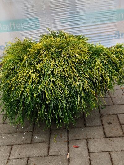 Gelbe Fadenzypresse Chamaecyparis pisifera 'Filifera Aurea', 50–60 cm breit, C12, goldgelbes, fadenförmiges Nadellaub, buschig.