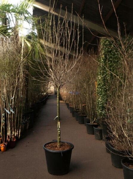 Magnolia soulangiana (Tulpen-Magnolie) 100 cm Stamm im Topf, mehrtriebige Krone, Container C50