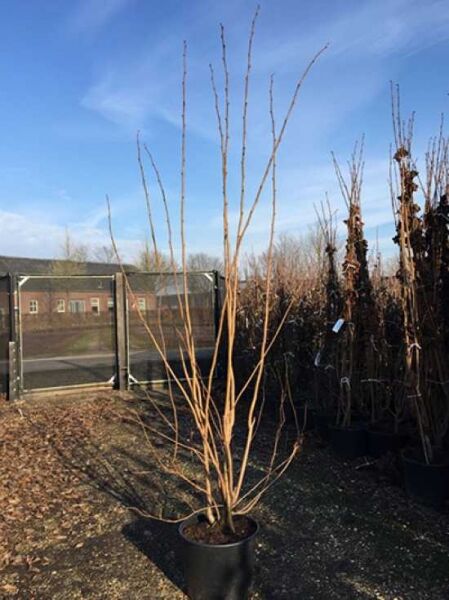 Rotblättrige Zellernuss (Corylus avellana) 'Rote Zellernuss', mehrstämmiger Strauch im C20-Topf, ca. 175–200 cm hoch