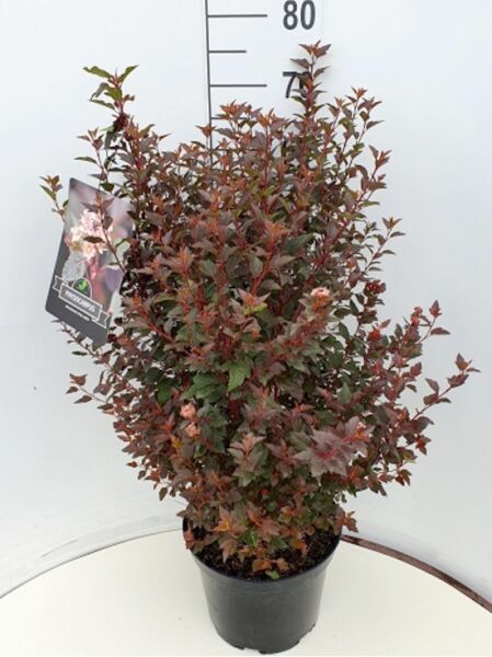 Fasanenspiere 'Little Joker®' / Blasenspiere 'Little Joker®' / Fasanenspiere 'Little Joker®' / Blasenspiere 'Little Joker®'