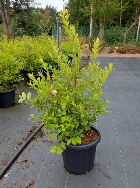 Vaccinium corymbosum 'Goldtraube 23' / Heidelbeere 'Goldtraube 23', Busch im Container C15, ca. 100–125 cm hoch