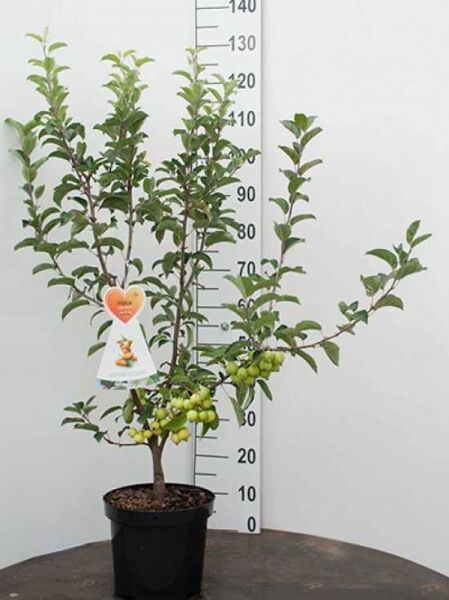 Malus 'Golden Hornet' / Zierapfel 'Golden Hornet' 80-100 cm C7, junger Baum im Topf mit grünen Früchten und Laub.