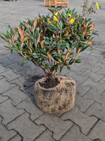 Rhododendron 'Blue Leaves' (Rhododendron yakushimanum) Solitär, 50–60 cm breit, mit Ballen, buschiger Strauch mit grünem Laub.