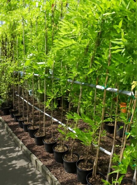 Wisteria floribunda 'Rosea' / Rosafarbener japanischer Blauregen 'Rosea', 150-175 cm C3, Kletterpflanze im Topf am Stab gezogen.