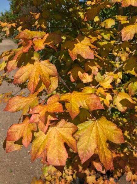 Fächer-Ahorn Acer x 'orientalia' ® / Acer x 'orientalia' ®