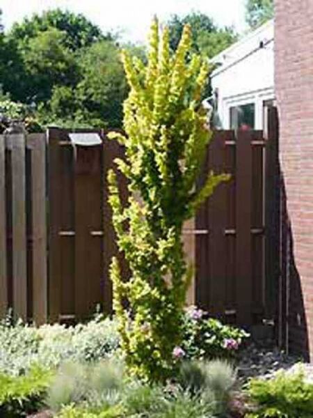 Gold-Ulme / Ulmus hollandica 'Wredei' / Ulmus carpinifolia 'Wredei'