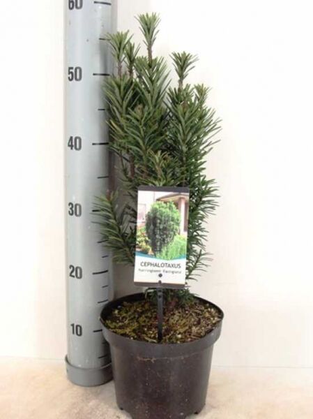 Säulenkopf-Eibe / Säulenkopf-Eibe